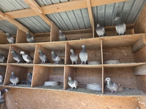 Porumbei voiajori  - imagine 3