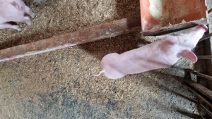 Vand purcea Landrace! - imagine 3