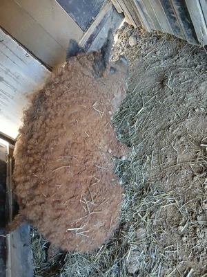 Vând vier mangaliță rasă pură! - imagine 2