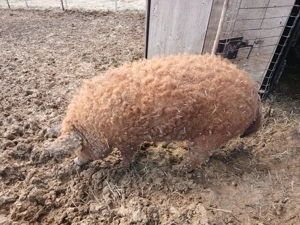 Vând vier mangaliță rasă pură!