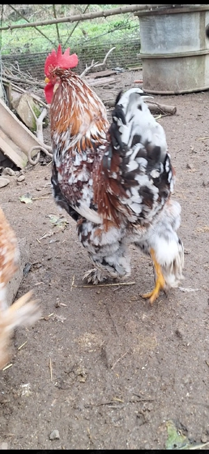 vand cocosi si gaini  - imagine 5