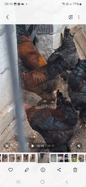 vand cocosi si gaini  - imagine 4