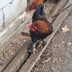 vand cocosi si gaini  - imagine 3