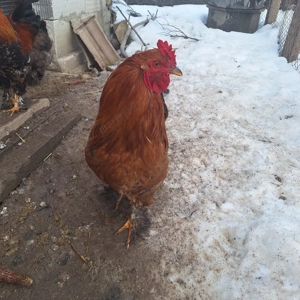 vand cocosi si gaini  - imagine 2