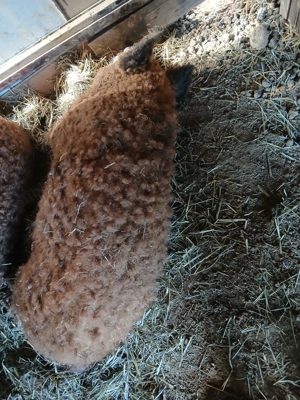 Vând vier mangaliță rasă pură! - imagine 3