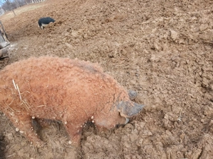 Vând vier mangaliță rasă pură! - imagine 4