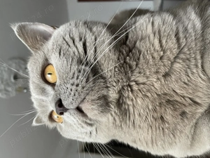 Motan British shorthair Lila pentru pisicuțe!  - imagine 4