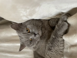 Motan British shorthair Lila pentru pisicuțe!  - imagine 3
