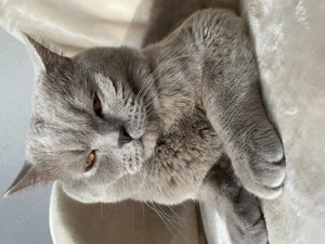 Motan British shorthair Lila pentru pisicuțe!  - imagine 2
