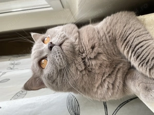 Motan British shorthair Lila pentru pisicuțe!  - imagine 5