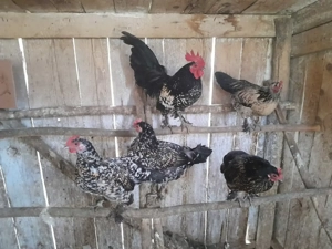 Cocoși iopani mii de flori