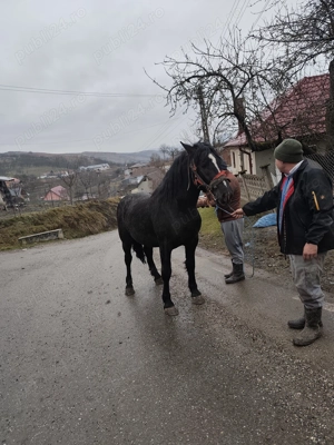 Vand mânz metis de frizian 