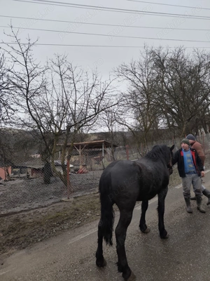 Vand mânz metis de frizian  - imagine 3