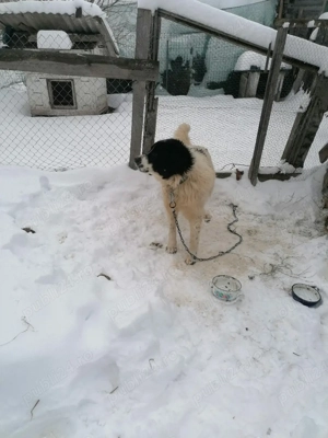 Schimb cu oi - imagine 3