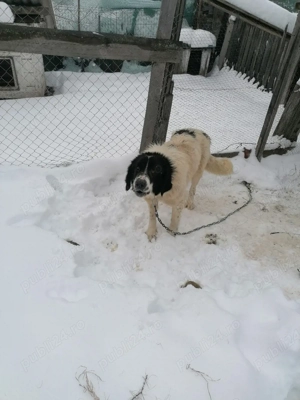 Schimb cu oi - imagine 2