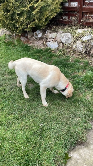 Ofer spre adoptie Labrador Retriever de 1 an