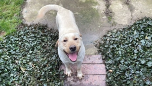 Ofer spre adoptie Labrador Retriever de 1 an - imagine 3