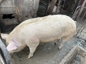 Vand scrofita de un an 