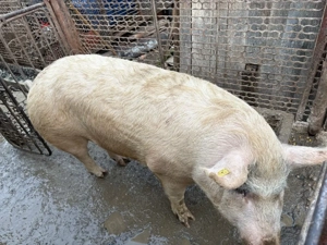 Vand scrofita de un an  - imagine 3