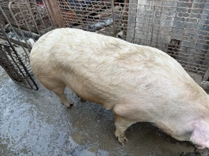 Vand scrofita de un an  - imagine 4