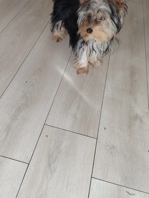 vand cățel  yorkshire terrier - imagine 5