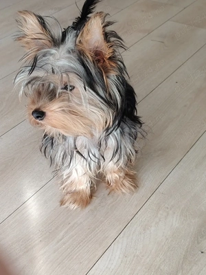 vand caine  yorkshire terrier - imagine 4