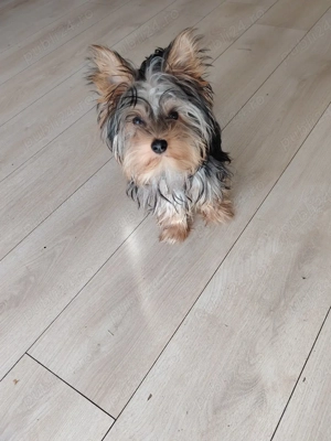 vand caine  yorkshire terrier - imagine 3