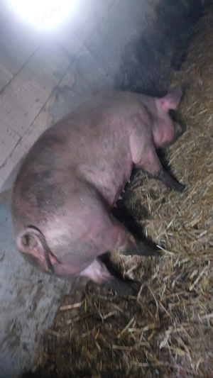 Disponibile 5 scroafe de carne pt sacrificat - imagine 2