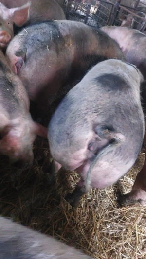 Disponibile 5 scroafe de carne pt sacrificat - imagine 4