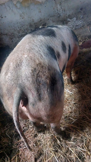 Disponibile 5 scroafe de carne pt sacrificat - imagine 5