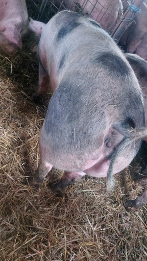 Disponibile 5 scroafe de carne pt sacrificat - imagine 3