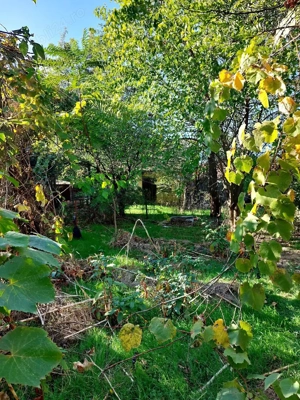 Teren si casa batrineasca  - imagine 4