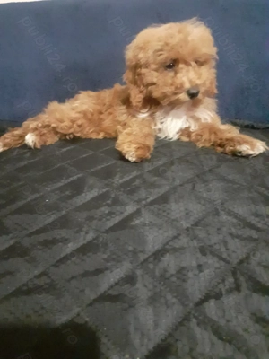 Pudel toy  - imagine 3