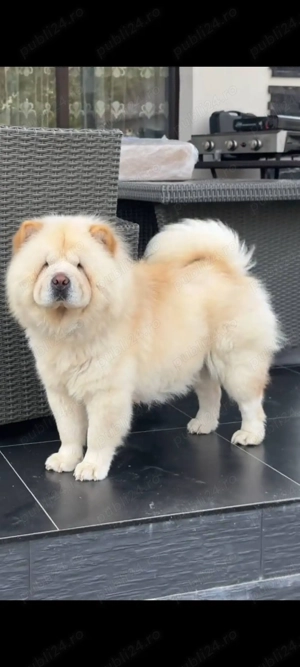 Chow chow femela - imagine 4