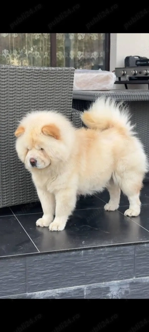 Chow chow femela - imagine 3