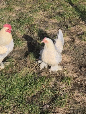 prepelite 3 culori - imagine 5