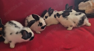 Iepuri fluture german - imagine 4