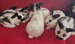 Iepuri fluture german - imagine 2