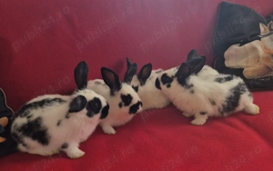 Iepuri fluture german - imagine 5