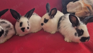 Iepuri fluture german - imagine 3