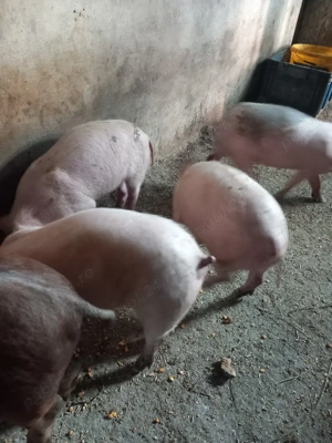 purcei de 10 saptamani  - imagine 2