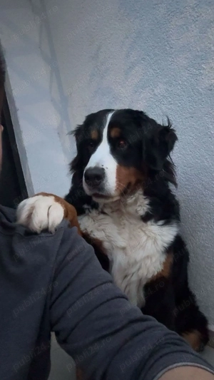 Vând Ciobănesc de Berna  - imagine 3