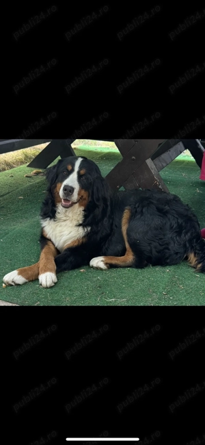 Vând Ciobănesc de Berna  - imagine 4