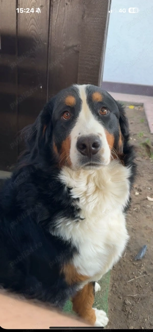 Vând Ciobănesc de Berna  - imagine 2