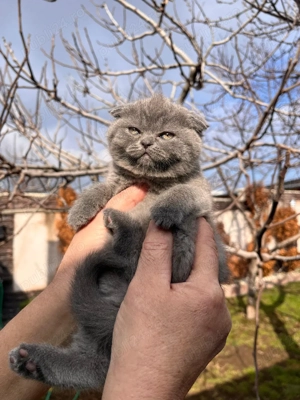 Scottish fold 