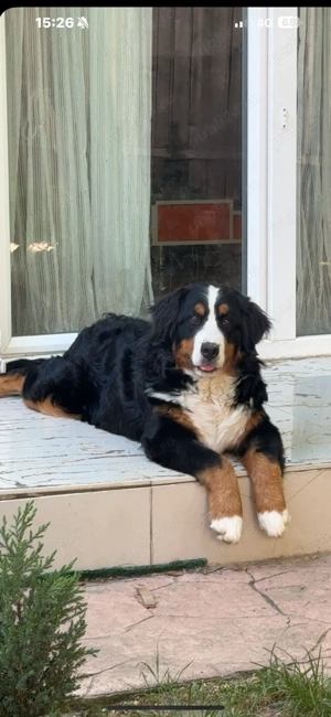 Vând Ciobănesc de Berna  - imagine 5