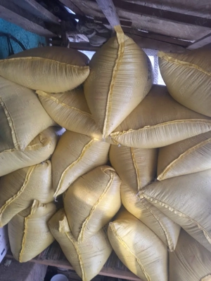 de vanzare grău 2025 (500 de chile)