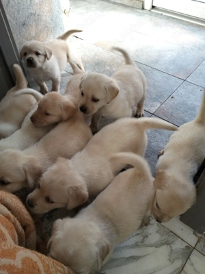 Labrador Retriver - imagine 3