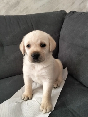 Labrador Retriver - imagine 2