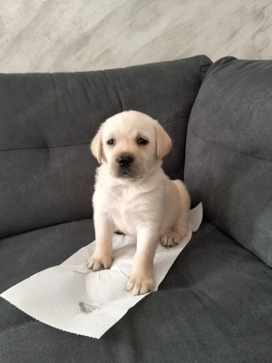 Labrador Retriver - imagine 5